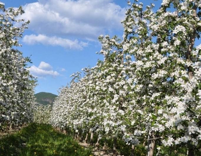 Millenniumshof Leilighet Caldaro Eksteriør bilde